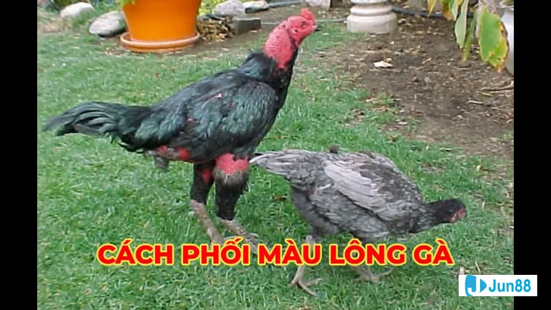 Ứng dụng công nghệ gen trong phối màu Ứng dụng công nghệ gen trong phối màu